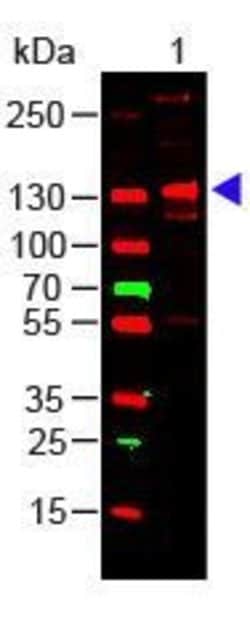 Collagen III Polyclonal Antibody, Invitrogen 100 &mu;g; Unconjugated:Antibodies,