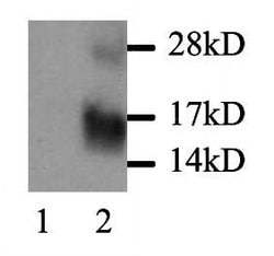 Invitrogen MCP-1 Polyclonal Antibody 100 &mu;g | Buy Online | Invitrogen&trade; | Fisher Scientific