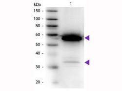 Invitrogen alpha Amylase Polyclonal Antibody, HRP 1 mg; HRP:Antibodies,