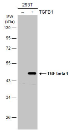Invitrogen TGF beta-1 Polyclonal Antibody 100 &mu;g; Unconjugated:Antibodies,