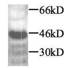 Invitrogen TGF beta-1 Polyclonal Antibody 100 &mu;g; Unconjugated:Antibodies,