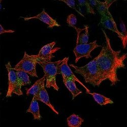 Invitrogen&trade;&nbsp;CX3CL1 Polyclonal Antibody
