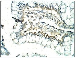 Invitrogen CXCR7 Polyclonal Antibody 50 &mu;g; Unconjugated:Antibodies,