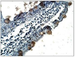 Invitrogen CXCR7 Polyclonal Antibody 50 &mu;g; Unconjugated:Antibodies,