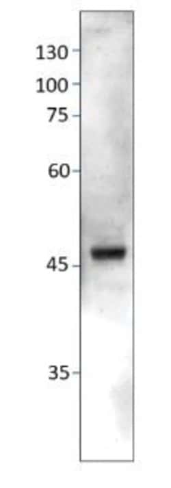 Invitrogen CXCR7 Polyclonal Antibody 50 &mu;g; Unconjugated:Antibodies,