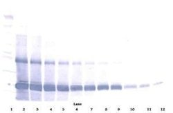 Invitrogen EMAP II Polyclonal Antibody 50 &mu;g; Unconjugated:Antibodies,