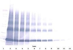 Invitrogen EMAP II Polyclonal Antibody 50 &mu;g; Unconjugated:Antibodies,