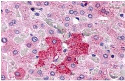 GPCR LS19072 Polyclonal Antibody, Invitrogen 25 &mu;g | Buy Online | Thermo Scientific | Fisher Scientific