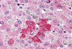 GPCR LS19072 Polyclonal Antibody, Invitrogen 25 &mu;g | Buy Online | Thermo Scientific | Fisher Scientific