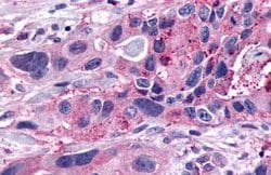 GPCR LS19072 Polyclonal Antibody, Invitrogen 25 &mu;g | Buy Online | Thermo Scientific | Fisher Scientific