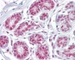 Invitrogen APE1 Polyclonal Antibody 100 &mu;g; Unconjugated:Antibodies,