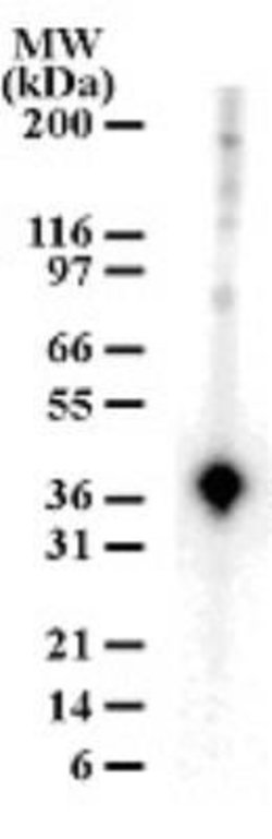 Invitrogen APE1 Polyclonal Antibody 100 &mu;g; Unconjugated:Antibodies,