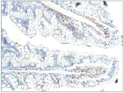 Invitrogen PGCD Polyclonal Antibody 50 &mu;g; Unconjugated:Anticuerpos