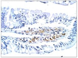 Invitrogen PGCD Polyclonal Antibody 50 &mu;g; Unconjugated:Anticuerpos