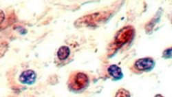 Invitrogen Neuropilin 1 Polyclonal Antibody 50 &mu;g; Unconjugated:Antibodies,