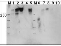 Invitrogen Phospho-DNA-PK (Thr2609) Polyclonal Antibody 50 &mu;g; Unconjugated:Antibodies,
