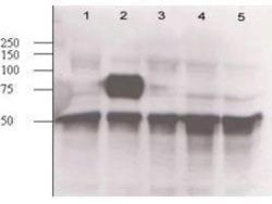 Invitrogen Angiopoietin 2 Polyclonal Antibody 100 &mu;L; Unconjugated:Antibodies,