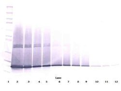 Invitrogen G-CSF Polyclonal Antibody 50 &mu;g; Unconjugated:Antibodies,