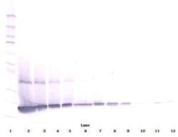 Invitrogen G-CSF Polyclonal Antibody 50 &mu;g; Unconjugated:Antibodies,