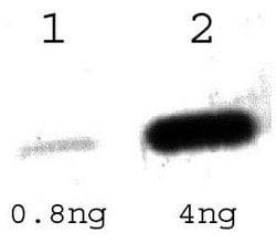 Invitrogen Tet Repressor Polyclonal Antibody 100 &mu;L; Unconjugated:Antikörper