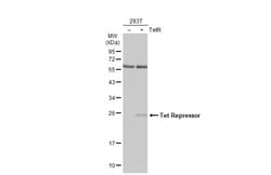 Invitrogen Tet Repressor Polyclonal Antibody 100 &mu;L; Unconjugated:Antikörper