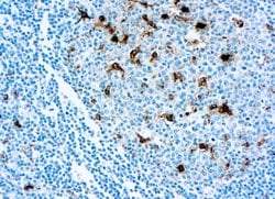 Invitrogen Lysozyme Polyclonal Antibody 500 &mu;L; Unconjugated:Antibodies,