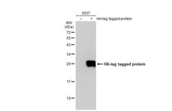Invitrogen HA Tag Polyclonal Antibody, HRP 100 &mu;L | Buy Online | Invitrogen&trade; | Fisher Scientific