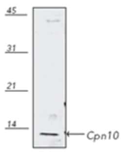 Invitrogen HSPE1 Polyclonal Antibody 100 &mu;L | Buy Online | Invitrogen&trade; | Fisher Scientific