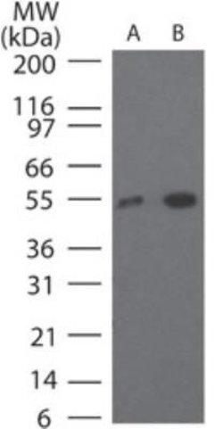 Invitrogen TRF4-1 Polyclonal Antibody 100 &mu;g; Unconjugated:Antibodies,