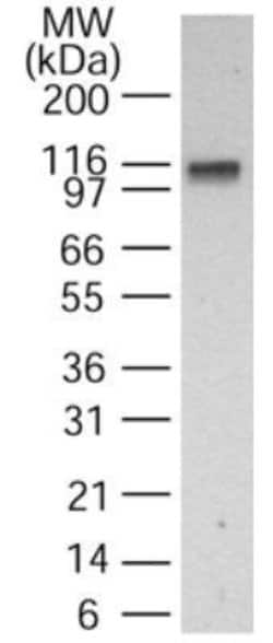 Invitrogen DNA Ligase I Polyclonal Antibody 200 &mu;L; Unconjugated:Antibodies,