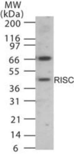 Invitrogen RISC Polyclonal Antibody 100 &mu;g; Unconjugated:Antibodies,