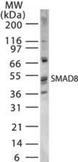 Invitrogen SMAD9 Polyclonal Antibody 100 &mu;L; Unconjugated:Antibodies,
