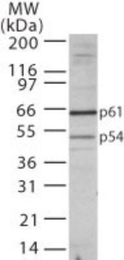 TBLR1 Polyclonal Antibody, Invitrogen 100 &mu;g | Buy Online | Thermo Scientific | Fisher Scientific