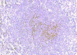 Invitrogen CCR8 Polyclonal Antibody 50 &mu;g; Unconjugated:Antibodies,