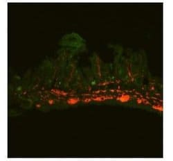 Invitrogen GLI2 Polyclonal Antibody 100 &mu;g; Unconjugated:Antibodies,