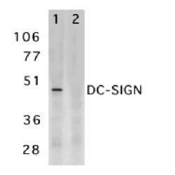 Invitrogen DC-SIGN Polyclonal Antibody 50 &mu;g; Unconjugated:Antibodies,