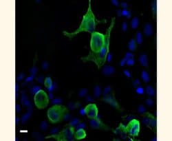 Invitrogen VSV-G Tag Polyclonal Antibody 100 &mu;g; Unconjugated:Antibodies,