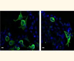 Invitrogen VSV-G Tag Polyclonal Antibody 100 &mu;g; Unconjugated:Antibodies,