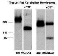 Invitrogen mGluR2/mGluR3 Polyclonal Antibody 100 &mu;g; Unconjugated:Antibodies,