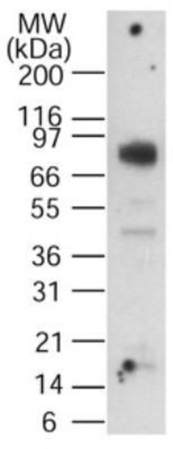 CGBP Polyclonal Antibody, Invitrogen 100 &mu;g; Unconjugated:Antibodies,