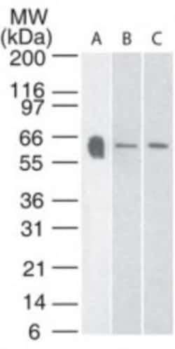 Invitrogen HTR3A Polyclonal Antibody 100 &mu;g; Unconjugated:Anticuerpos