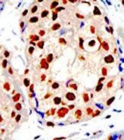Invitrogen PRMT1 Polyclonal Antibody 400 &mu;L; Unconjugated:Antibodies,