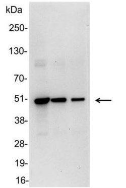 Invitrogen&trade;&nbsp;VSV-G Tag Polyclonal Antibody