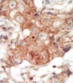 Invitrogen EphA4 Polyclonal Antibody 200 &mu;L; Unconjugated:Antibodies,