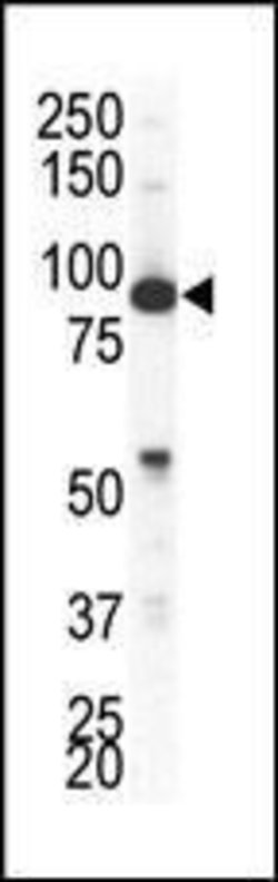 Invitrogen EphA4 Polyclonal Antibody 200 &mu;L; Unconjugated:Antibodies,