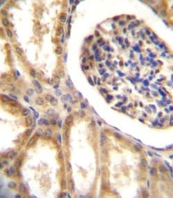 Invitrogen MCK10 Polyclonal Antibody 400 &mu;L; Unconjugated:Antibodies,