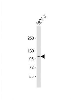 Invitrogen MCK10 Polyclonal Antibody 400 &mu;L; Unconjugated:Antibodies,