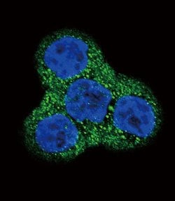Invitrogen PDGFRB Polyclonal Antibody 400 &mu;L; Unconjugated:Antibodies,