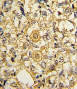 Invitrogen PDGFRB Polyclonal Antibody 400 &mu;L; Unconjugated:Antibodies,