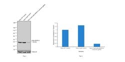Invitrogen p38 MAPK Polyclonal Antibody 1 mL; Unconjugated:Antibodies,